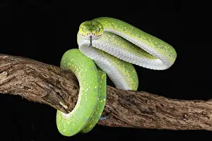 Green tree python