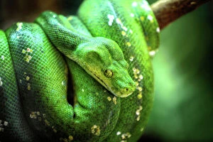 Snakes Collection: A Green Tree Python in Cairns, Far North Queensland, Australia