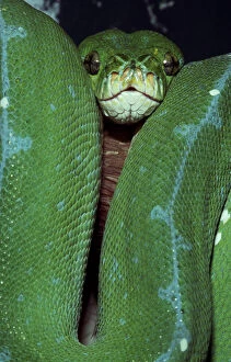 Snakes Collection: Green Tree Python (Morelia Viridis)