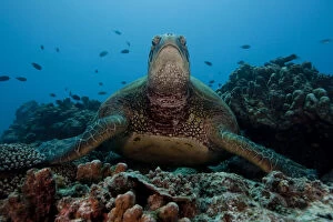 Turtles Collection: Green Turtle