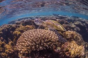 Turtles Collection: Green turtle behind coral close up