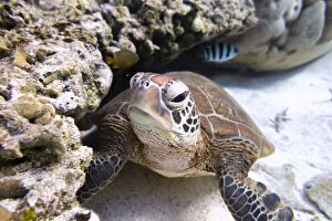 Turtles Collection: Green Turtle Swimming Over Coral