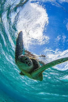 Images Dated 6th December 2018: Green turtle swimming in a ocean