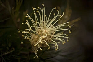 Botanical Art Prints Collection: Grevillea flower