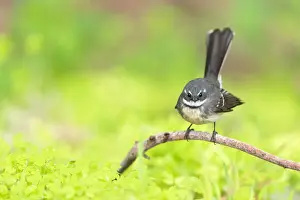 Lea Scaddan Prints: Grey Fantail