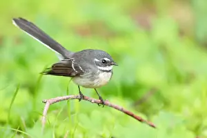 Lea Scaddan Prints: Grey Fantail