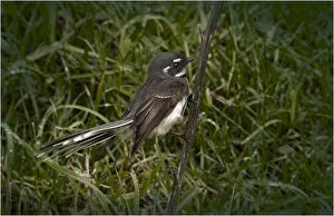 Images Dated 28th July 2012: Grey Fantail, King Island Tasmania