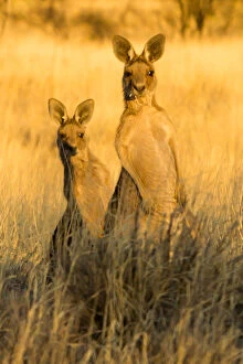 Images Dated 29th November 2014: Grey Kangaroos