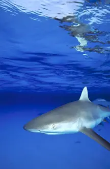 Prints of grey reef shark Discover the beauty and vulnerability of Australia's sharks: grey reef shark