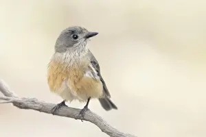 Avian Prints: Grey shrikethrush (Colluricincla harmonica) perched on a branch