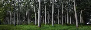 Awe Inspiring Australian Panorama Prints: Grey Strangers