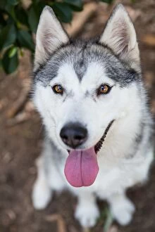 Dogs Collection: Grey and white Siberian Husky dog looks up