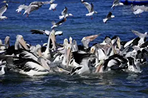Kangaroo Island Prints: Group of adult Australian Pelicans hunting