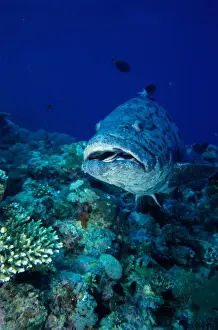 Great Barrier Reef Prints: Grouper Close-Up