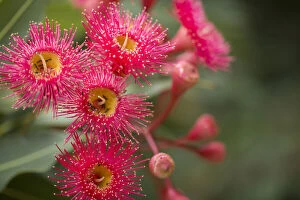 Beautiful Australian Wildflowers Collection: Gum Blossoms