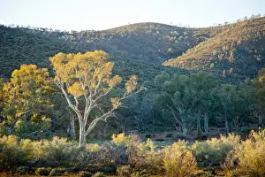 Gum tree in a dry river bed. Flinders Ranges