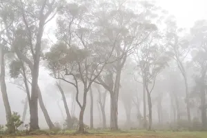 Gum trees in the fog