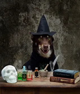 Halloween Pets