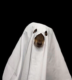 Aussie Kelpie Diva Dog Collection: Halloween Pets