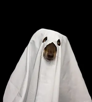 Prints of Halloween Pets- a dog dressed as a ghost Louise Docker Photography Prints: Halloween Pets