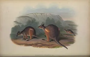 Mammals Prints: Halmaturus stigmaticus (Branded Wallaby)
