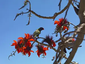 Prints of Whitsunday Islands Beautiful Australian Wild Flower Prints: Hamilton Island