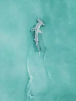 Images Dated 2024 June: Hammerhead shark swimming in the Indian Ocean off Cable Beach photographed from a drone point of view
