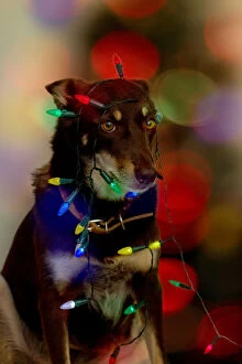 Aussie Kelpie Diva Dog Collection: Hanging the christmas lights