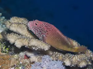 Coral Prints: Hawkfish at Osprey Reef