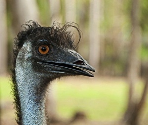 Head of Emu Head of Emu