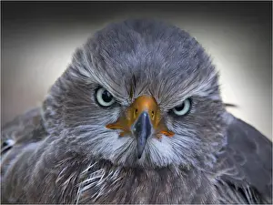 Headshot Prints: Head portrait of a Hawke, a bird of prey