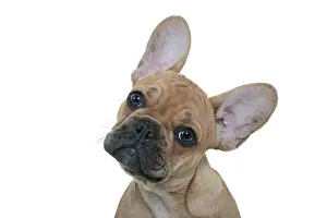 Headshot of a French Bulldog Puppy with its head tilted looking at the camera on a white