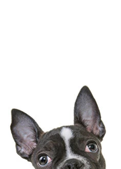 Images Dated 2nd July 2019: Headshot of a French Bulldog Puppy looking at the camera on a white backdrop