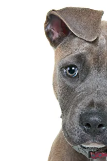 Headshot of a staffordshire bull terrier puppy with floppy ears looking at the camera Headshot of a staffordshire bull terrier puppy with floppy ears looking at the camera