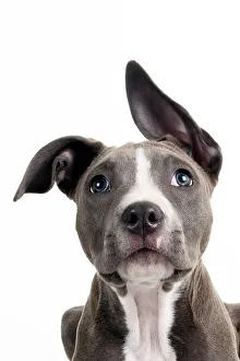 Headshot of a staffordshire bull terrier puppy looking at the camera Headshot of a staffordshire bull terrier puppy looking at the camera