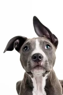 Images Dated 2nd May 2018: Headshot of a staffordshire bull terrier puppy looking at the camera