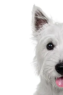 Headshot of a West Highland White Terrier Puppy looking at the camera on a white