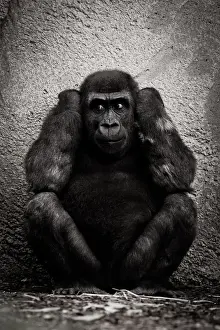Hear no evil