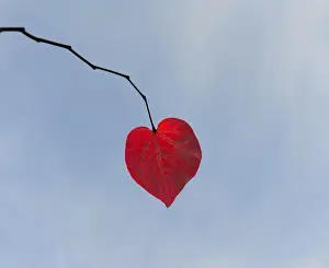 Heart-shaped leaf