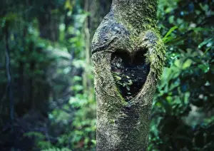 Mother Nature Prints: Heart tree