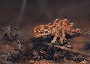 Kristian Bell Photography Collection: Helmeted gecko (Tarentola chazaliae) on dry vegetation