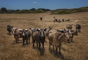 Images Dated 28th November 2014: A herd of Beef cows in the dry summer months. King Island, Bass Strait, Tasmania