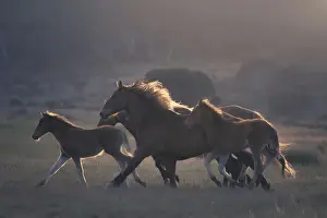 Group Prints: A herd of feral horses running across alpine pasture in Australian high country