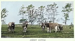 Australia's Rich History Prints: Herd of Jersey cattle, Coolangatta