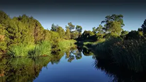 Hidden Grove, Melbourne environs, Victoria, Australia