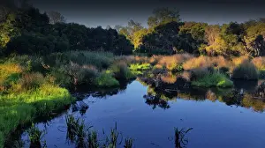 Hidden Grove pond, Victoria, Australia