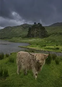 Mull Prints: Highland cow