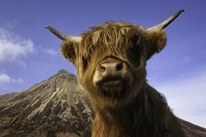 Images Dated 6th March 2013: Highland Cow