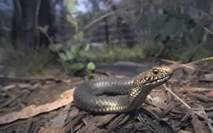 Venomous Prints: Highlands copperhead (Austrelaps ramsayi) in forest habitat
