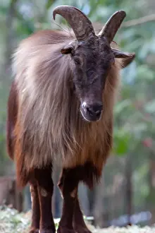 Animal Body Part Prints: Himalayan Tahr